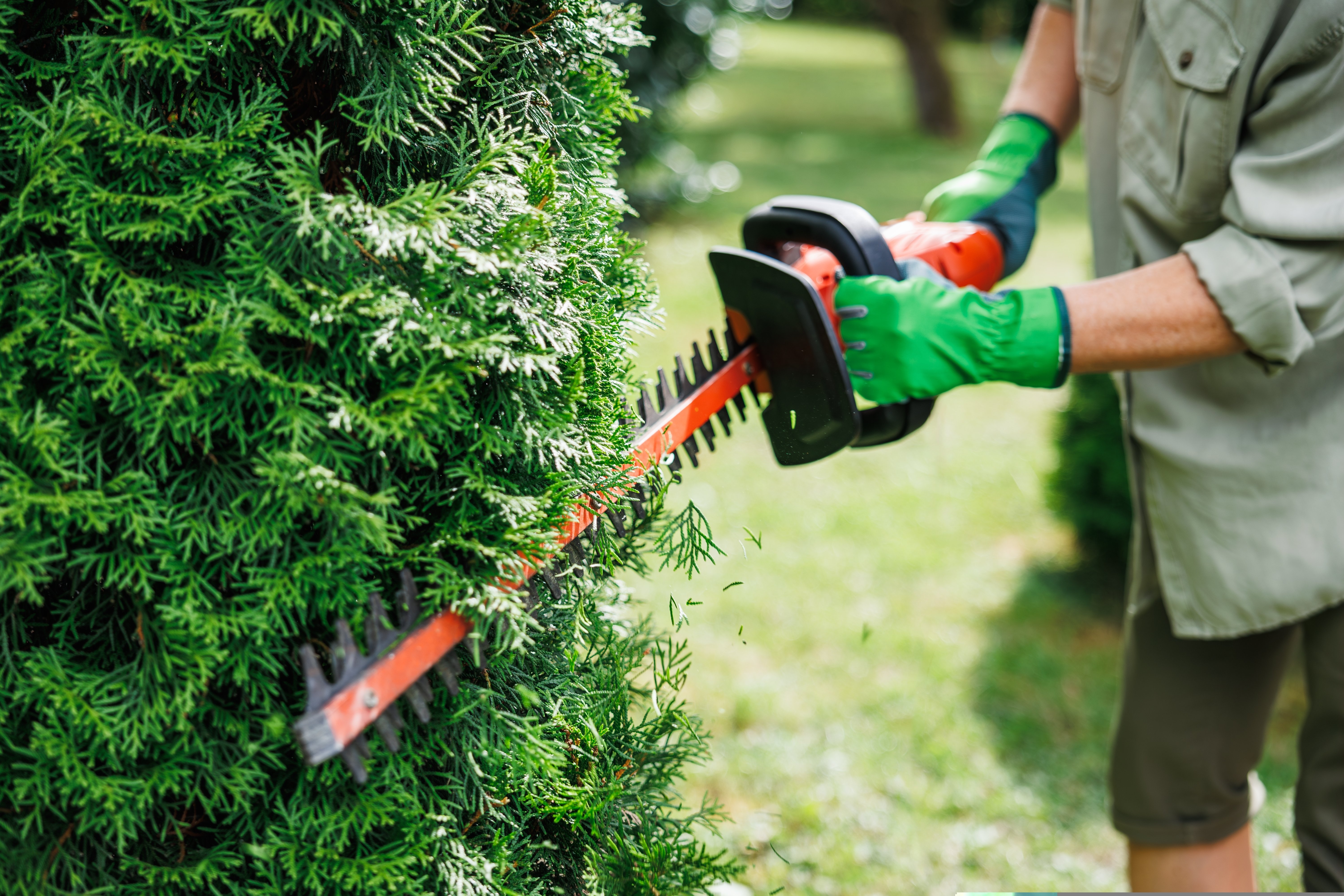 Como fazer a poda de cerca viva Certamente você já passou por alguma casa com aquelas plantas todas cortadinhas, alinhadas como se tivessem sido moldadas à mão, né Aquelas cercas verdes que parecem até cercas de verdade, mas feitas de folhas — impecáveis, simétricas e cheias de vida. Pois é, esse visual encantador não acontece por acaso. Por trás dele, existe um cuidado essencial saber como fazer a poda de cerca viva do jeito certo. Além de emoldurar espaços, garantir privacidade e segurança, a cerca viva traz aquele toque de natureza que deixa qualquer ambiente mais acolhedor. Mas para que ela se mantenha bonita, saudável e funcional, é preciso mais do que boa vontade — é preciso técnica e equipamentos certos, claro. Você pode até pensar que podar é só cortar o excesso, mas essa tarefa exige atenção para não prejudicar as plantas. E quando falamos de equipamentos certos, estamos falando de ferramentas que realmente facilitam o trabalho, oferecem segurança e garantem um resultado bonito e uniforme. O aparador de cerca viva, por exemplo, é um grande aliado para quem busca praticidade, precisão no corte e acabamento profissional. E o melhor você não precisa comprar um — na Casa do Construtor, é possível optar pelo aluguel de aparador de cerca viva, pagando apenas pelo tempo de uso e sem se preocupar com manutenção ou armazenamento. Como funciona a poda de cerca viva A poda de cerca viva é uma técnica de jardinagem que vai muito além de simplesmente aparar galhos. Ela tem como objetivo principal estimular o crescimento equilibrado da planta, mantendo o formato desejado e promovendo também a saúde das plantas. Quando feita da maneira correta, a poda de cerca viva ajuda a eliminar partes doentes, secas ou danificadas, que podem atrair pragas e doenças. Além disso, ela favorece a circulação de ar entre os galhos e o acesso da luz solar, dois fatores essenciais para o desenvolvimento saudável das plantas. Outro ponto importante é que a poda estimula a ramificação e o crescimento de novos brotos. Isso significa que uma cerca viva podada com regularidade vai ficar mais densa, formando um verdadeiro muro verde que cumpre seu papel de proteção e beleza. Vale destacar que a poda de cerca viva pode ser feita de forma manual, com tesouras e podadores, ou com máquinas específicas, que agilizam o processo e facilitam o trabalho — especialmente em cercas maiores ou com crescimento acelerado. Para entender qual equipamento atende melhor às suas necessidades, vale conferir nosso conteúdo sobre qual é o melhor aparador de cerca viva, com dicas práticas e orientações para acertar na escolha. Porém, para que a poda de cerca viva cumpra seu papel, é fundamental respeitar as características da planta, como o tipo de folhagem e o ciclo de crescimento. Uma poda feita na hora errada ou de forma agressiva pode causar mais mal do que bem, prejudicando a saúde da cerca viva. Principais tipos de cerca viva e seus cuidados Antes de ligar o podador, é essencial conhecer o tipo de cerca viva que você tem no seu jardim. Isso porque cada espécie tem exigências e características diferentes que impactam diretamente na forma como você deve realizar a poda. Cercas vivas ornamentais As cercas vivas ornamentais são as queridinhas dos jardins residenciais, pois oferecem beleza e charme com flores, folhagens variadas e formatos que embelezam o espaço. Plantas como murta, buxo, hibisco, gardênia e algumas variedades de pittosporum são exemplos comuns. Essas plantas geralmente exigem podas frequentes e delicadas para manter sua forma, promover a floração e estimular a saúde. É importante cortar com cuidado para não remover os botões florais e evitar podas muito drásticas que possam atrasar o florescimento. A poda de cerca viva regular também ajuda a controlar o crescimento, mantendo a planta com um porte adequado para o espaço e facilitando a manutenção do jardim. Cercas vivas de proteção Já as cercas vivas de proteção são formadas por plantas mais robustas, resistentes e de crescimento rápido. Elas são usadas para criar barreiras contra ventos, ruídos e invasões, além de garantir privacidade em áreas externas. Exemplos de plantas para cercas de proteção incluem o podocarpo, a clúsia, a alecrim-do-campo e a piteira. Essas espécies costumam exigir podas mais intensas para manter o volume e a densidade desejados. Porém, cuidado para não exagerar cortes muito agressivos podem enfraquecer as plantas e abrir brechas que comprometem a barreira. O ideal é fazer podas graduais, respeitando o ritmo de crescimento e a saúde da planta. Quando fazer a poda de cerca viva Saber o momento certo para podar é tão importante quanto saber como podar. A época ideal varia conforme a espécie da planta, o clima da região e o objetivo da poda, mas algumas orientações gerais ajudam a evitar erros. Na maioria dos casos, o final do inverno e o início da primavera são os melhores períodos para realizar a poda de cerca viva. Isso porque as plantas ainda estão em repouso vegetativo ou iniciando o crescimento, e a poda estimula o desenvolvimento de brotos novos, que vão se fortalecer ao longo da estação. Evite podar em períodos muito chuvosos, pois a umidade favorece o aparecimento de fungos e doenças. Também não é recomendado podar durante o auge do verão ou em dias muito quentes, para não causar estresse excessivo às plantas. Se você possui plantas que florescem em ramos antigos, é importante planejar a poda de cerca viva para não prejudicar a floração. Conhecer o ciclo da planta é essencial para garantir que o corte não remova os botões que se transformarão em flores. Em resumo, o planejamento é a chave observe sua cerca viva, identifique o melhor momento para cortar e faça podas regulares para manter a saúde e a beleza. Passo a passo como fazer a poda de cerca viva corretamente Agora que você sabe quando e por que podar, veja como fazer a poda de cerca viva de forma prática e segura. 1 - Preparação do local e equipamentos Antes de começar, organize o local e prepare os equipamentos. Certifique-se de ter o equipamento correto para facilitar o corte, como os podadores de cerca viva. Não esqueça dos equipamentos de segurança luvas resistentes, óculos de proteção, botas e roupas adequadas evitam acidentes e garantem conforto. Faça uma limpeza inicial no entorno, removendo galhos secos, folhas e detritos para facilitar o trabalho. Isole a área que será cortada como o aparador é um equipamento elétrico ou a bateria com lâminas afiadas em movimento, é fundamental manter crianças, animais e pessoas distantes do local para evitar qualquer risco de acidente durante a operação. Além disso, delimitar a área de trabalho ajuda a manter o foco e a eficiência na execução da poda. 2 - Definição da altura e largura da cerca viva Estabeleça qual será a altura e a largura da sua cerca viva. Use uma corda ou barbante esticado ao longo da cerca, fixado com estacas, para servir de guia visual durante o corte. Isso ajuda a garantir que o corte fique uniforme, simétrico e com o formato desejado. Lembre-se que a largura deve permitir o crescimento natural da planta, evitando que ela fique muito apertada e prejudicada. 3 - Técnica de poda A poda deve ser feita com movimentos suaves, preferencialmente de baixo para cima e de dentro para fora. Comece removendo galhos secos, doentes ou mal formados. Depois, é hora de aparar as laterais e o topo da cerca, sempre respeitando a linha guia que você preparou. Utilizando o podador de cerca viva, é importante manter uma velocidade constante e seguir firmemente para garantir um corte limpo e seguro. Faça a poda em etapas, cortando um pouco por vez para evitar danos e garantir um acabamento natural. Confira nosso vídeo mostrando como aparar a cerca viva corretamente! Dicas para aparar a cerca viva com mais eficiência Verifique a presença de animais, como pássaros, antes de iniciar a poda para não prejudicar as aves que muitas vezes se acomodam no local. Utilize ferramentas afiadas para cortes precisos e menos traumáticos às plantas. Evite podas muito agressivas; prefira podas regulares e graduais. Faça a limpeza do local após a poda, recolhendo galhos e folhas para compostagem ou descarte adequado. Regue a planta após a poda para ajudar na recuperação e escolha horários frescos para realizar o trabalho, preferencialmente pela manhã ou fim de tarde. Por que a poda de cerca viva é tão importante Além de deixar o jardim mais bonito, a poda de cerca viva traz benefícios que vão além da estética. Ela é uma forma de cuidado que mantém a planta saudável, resistente e bonita. A poda regular evita o crescimento descontrolado, que pode prejudicar outras plantas e estruturas próximas. Muitas vezes, o crescimento desenfreado acaba bloqueando passagens, entradas e até invadindo calçadas, dificultando a circulação de pessoas e comprometendo a segurança do espaço. Ela também ajuda a prevenir o surgimento de pragas e doenças, mantendo a cerca viva sempre vigorosa. Além disso, uma cerca bem cuidada valoriza o imóvel, aumenta a privacidade e cria um ambiente muito mais agradável. Equipamentos recomendados para poda de cerca viva Para facilitar o trabalho e garantir bons resultados, é fundamental contar com equipamentos adequados. Existem diferentes tipos de podadores manuais, elétricos, a bateria ou a gasolina. Podadores manuais indicados para cercas pequenas ou podas detalhadas. Podadores elétricos ótimos para trabalhos intermediários, combinando potência e menor ruído. Podadores a bateria oferecem mobilidade e silêncio, ideais para áreas residenciais. Podadores a gasolina indicados para uso profissional, em cercas grandes e com muito volume. Escolha o equipamento que melhor atende ao tamanho da sua cerca viva, frequência de uso e conforto. Agora que você sabe tudo sobre poda de cerca viva, que tal colocar as dicas em prática Se precisar de equipamentos de qualidade para facilitar esse trabalho, conte com a Casa do Construtor — a parceira ideal para o seu jardim! E falando em prática, na Casa do Construtor você pode realizar o aluguel de equipamentos para poda de cerca viva com muito mais praticidade e economia, sem se preocupar com manutenção ou armazenamento. Acesse nosso site e confira todas as opções disponíveis!