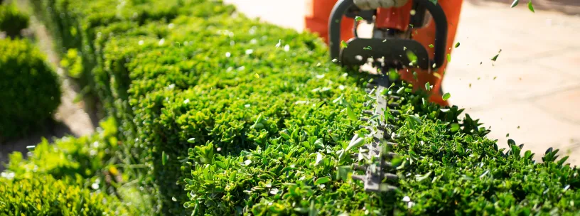 Tipos de cerca viva: 7 ideias para o seu jardim! Tipos de cerca viva: 7 ideias para o seu jardim!
