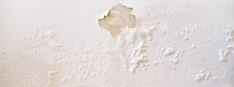 Mofo na parede: veja como solucionar | Casa do Construtor - Aluguel de equipamentos