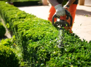 Tipos de cerca viva: 7 ideias para o seu jardim!