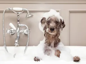 Dicas de limpeza para quem tem pets | Casa do Construtor - Aluguel de equipamentos