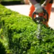 Tipos de cerca viva: 7 ideias para o seu jardim!